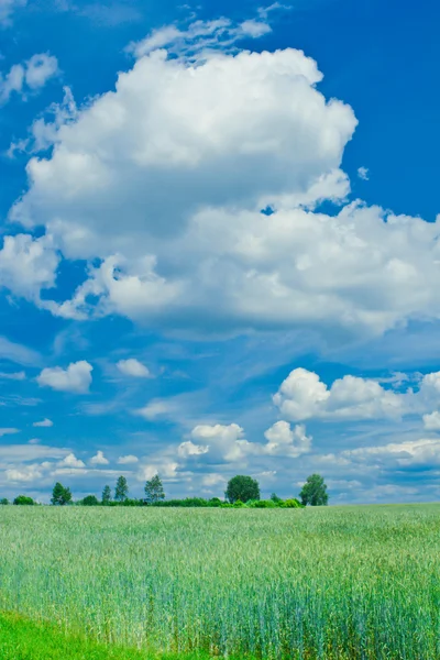 Yung buğday ve gökyüzü — Stok fotoğraf