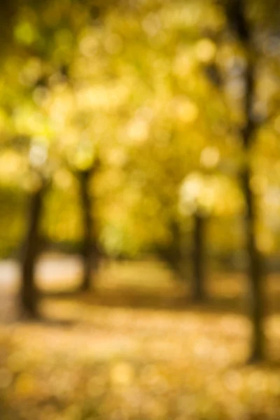 Осенний боке — стоковое фото