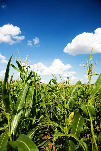 Растения кукурузы на кукурузном поле — стоковое фото