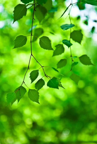 Grüne Zweige frischer Blätter — Stockfoto