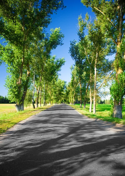 Road in the avenue — Stock Photo, Image