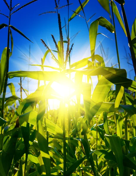 Sunrise on a cornfield — Stock Photo, Image
