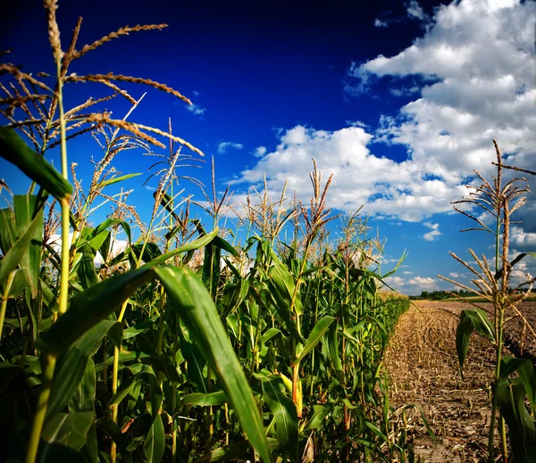 Dark corn field — Stock Photo, Image