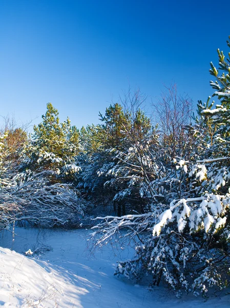 Winter pine — Stock Photo, Image