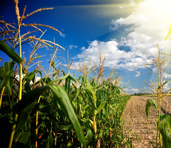 Borde de un campo de maíz por la tarde — Foto de Stock