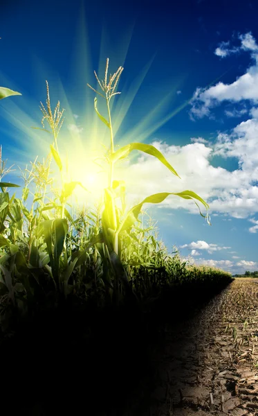 Lever de soleil sur un champ de maïs — Photo