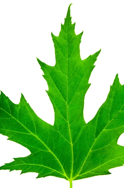 Úzce zelený list javoru, samostatný — Stock fotografie
