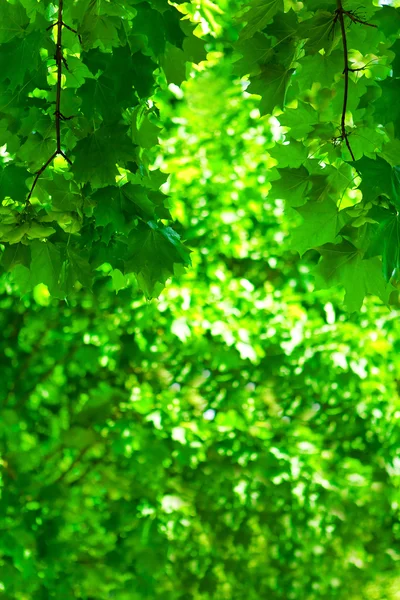 Grünes Laub — Stockfoto