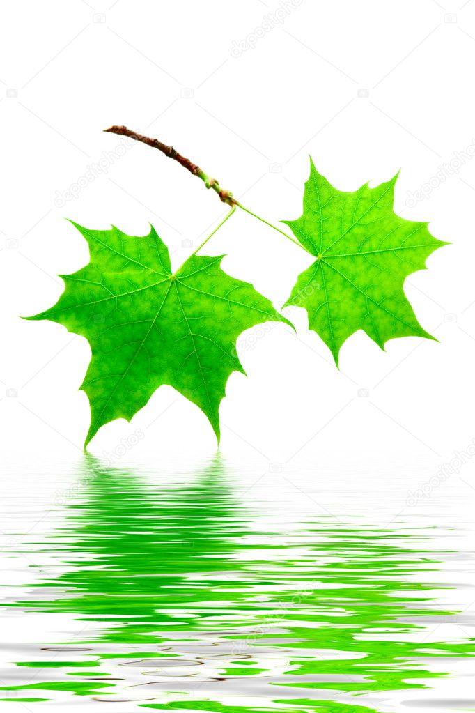 Mapple leaves isolated with reflection