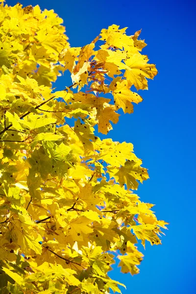 Close-up van gele herfst gebladerte — Stockfoto