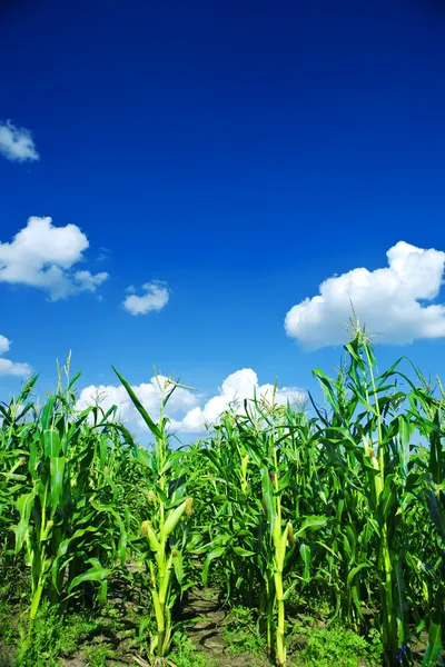 Fält grön majs — Stockfoto