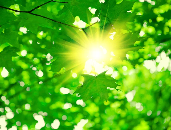Zielony liści ze słońcem — Zdjęcie stockowe