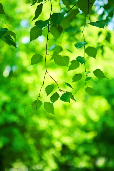 Groene verse tak van de berk boom — Stockfoto