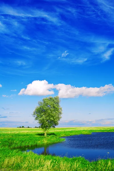 See auf dem Feld mit schönem Himmel — Stockfoto