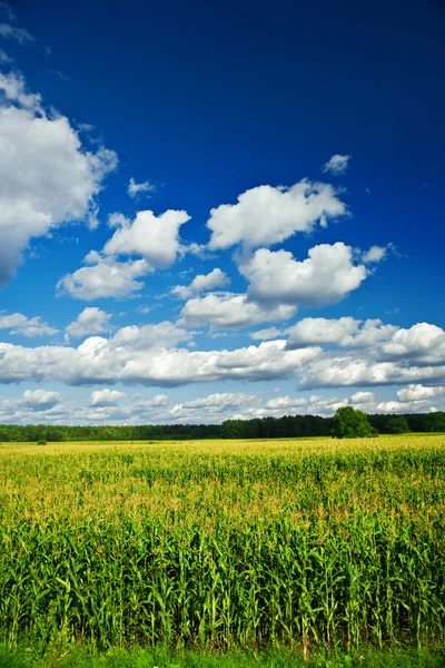 옥수수 밭의 풍경 — 스톡 사진