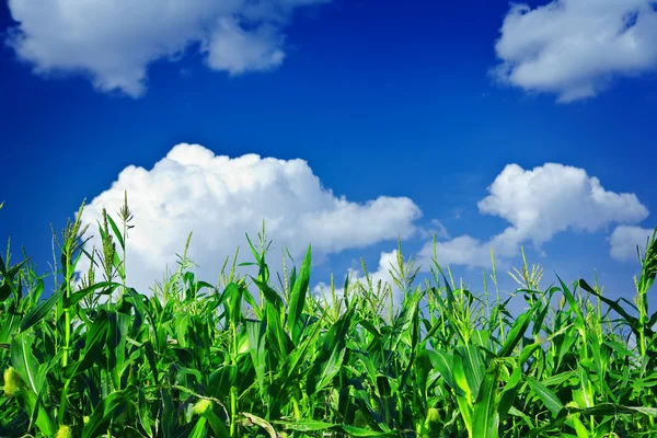 Plantas de maíz verde en el cielo —  Fotos de Stock