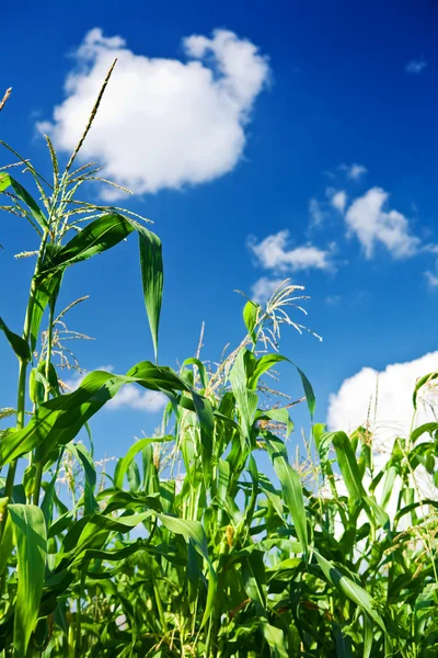 Plantas de maíz y cielo —  Fotos de Stock