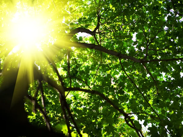 Crone träd med solen — Stockfoto