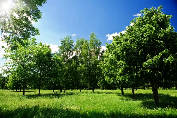 Green glade in forest — Stock Photo, Image