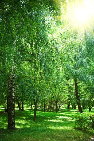 Зеленый парк с солнцем — стоковое фото