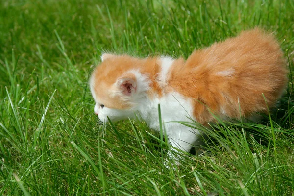 猫在草地上 — 图库照片