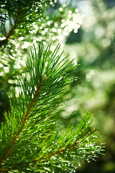 Branch of pinetree Stock Photo