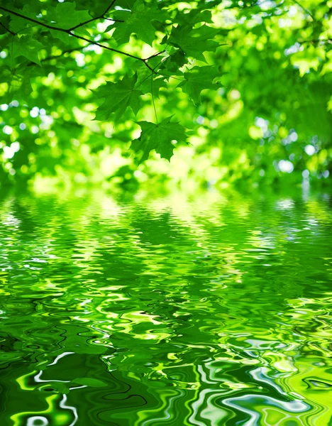 Foliage of mapple with water — Stock Photo, Image
