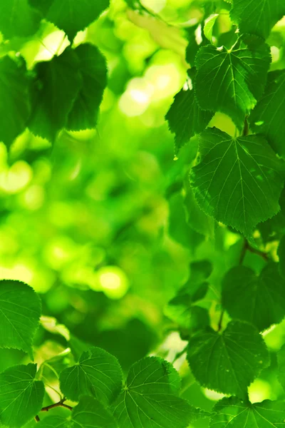 Фон зеленой свежей листвы — стоковое фото