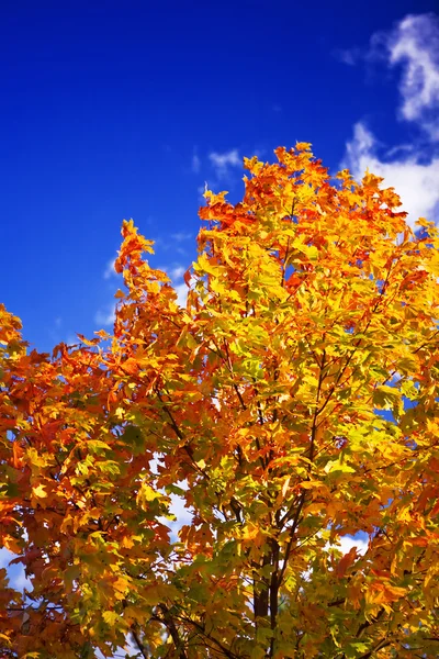 Χρωματιστά φθινόπωρο δέντρο — Stockfoto