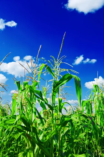 stock image Corn oan a sky close up