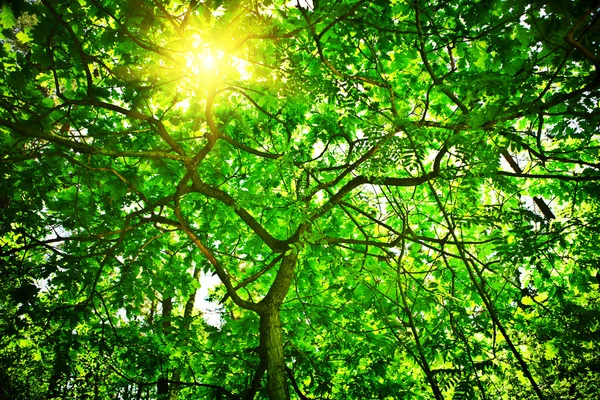 stock image Crone of the tree with sun