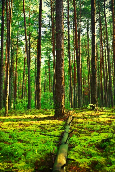 Evening forest — Stock Photo, Image