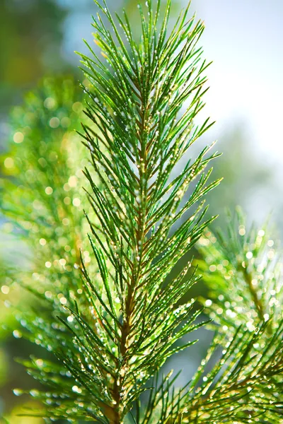 Pobočka pinetree Royalty Free Stock Obrázky