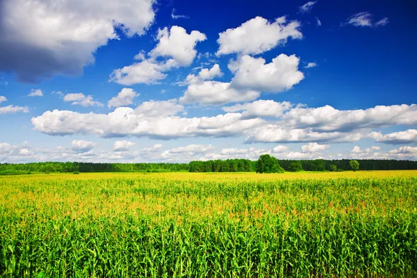 Krajobraz - polu kukurydzy — Zdjęcie stockowe