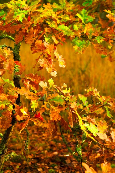Kleine Herbst-Eiche — Stockfoto