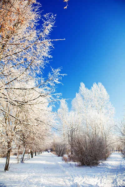 Park zimowy dzień — Zdjęcie stockowe