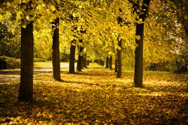 Autumn avenue in park clipart