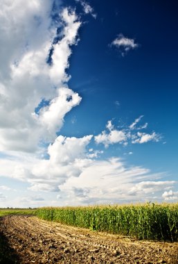 Edge of a corn field clipart