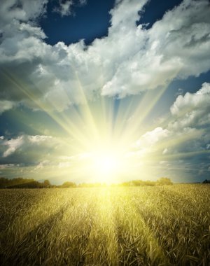 Sumrise on a wheat field clipart