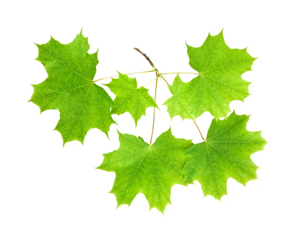 Ветвь клена с листьями — стоковое фото