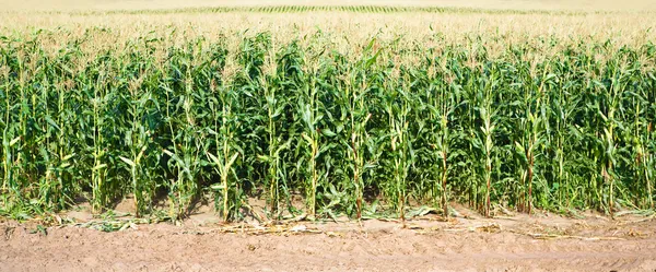 Кукурузное поле крупным планом — стоковое фото