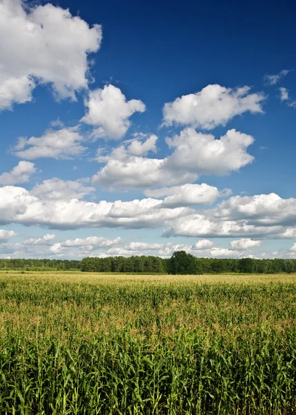 Champ de maïs avec une forêt et le ciel — Photo