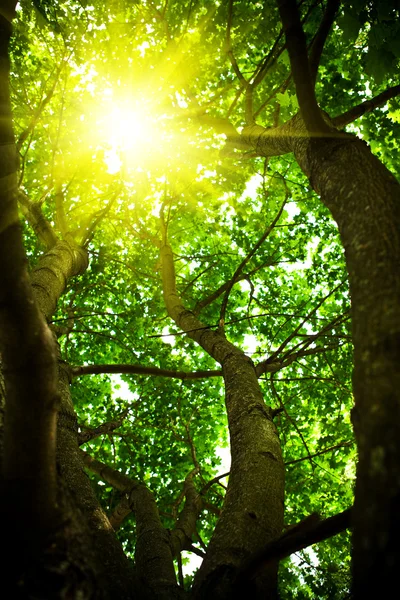 Coroa de uma árvore com o sol que olha — Fotografia de Stock