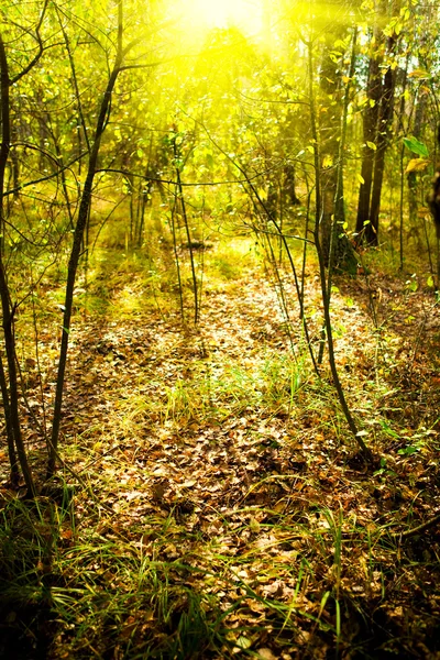 stock image Dawn in a wood