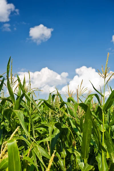 Follaje de maíz — Foto de Stock