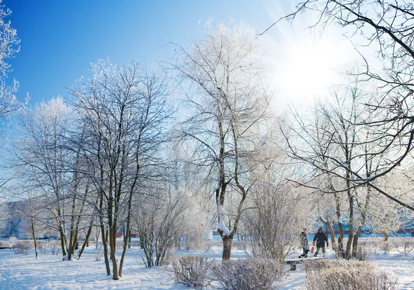 Frosty morning in park — Stock Photo, Image