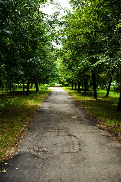 Зеленая аллея в парке — стоковое фото