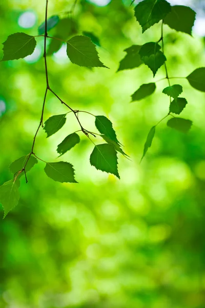 Grön gren — Stockfoto