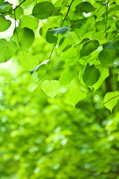 Зеленая ветка с листьями — стоковое фото