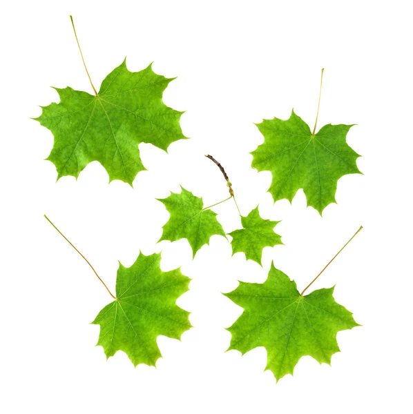 Set of the mapple leaves isolated — Stock Photo, Image
